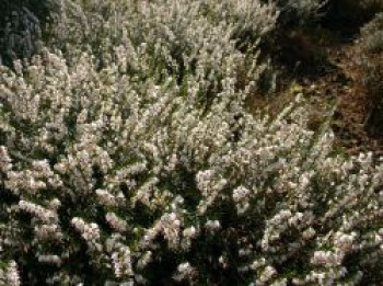 Winterblühende Heide &#8218;White Perfection&#8216; / &#8218;Isabell&#8216;, 10-20 cm, Erica x darleyensis &#8218;White Perfection&#8216; / &#8218;Isabell&#8216;, Topfware