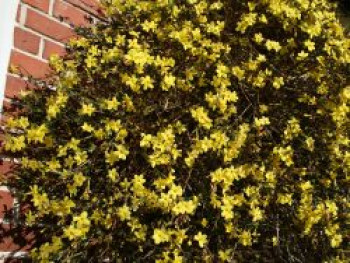 Winterjasmin, 100-125 cm, Jasminum nudiflorum, Containerware