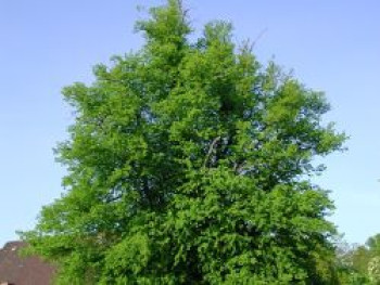 Winterlinde / Steinlinde, 100-125 cm, Tilia cordata, Containerware