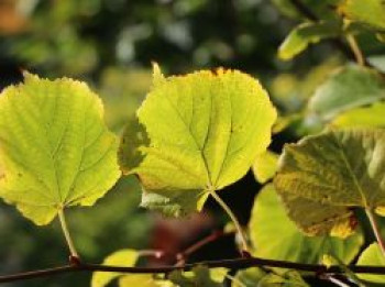 Winterlinde 'Winter Orange', Stamm 120-125 cm, Tilia cordata 'Winter Orange', Stämmchen