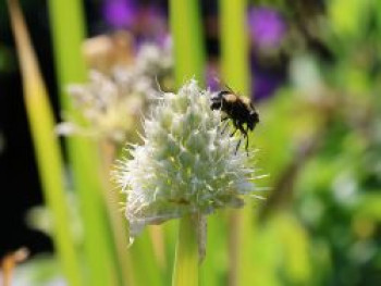 Winterzwiebel, Allium fistulosum, Topfware