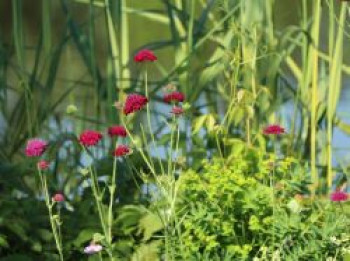 Witwenblume &#8218;Mars Midget&#8216;, Knautia macedonica &#8218;Mars Midget&#8216;, Topfware