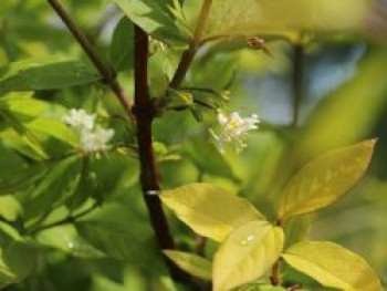 Wohlriechende Heckenkirsche, 60-100 cm, Lonicera fragrantissima, Containerware