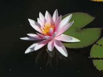 Wohlriechende Seerose &#8218;Rosennymphe&#8216;, Nymphaea odorata &#8218;Rosennymphe&#8216;, Topfware