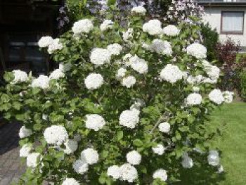 Wohlriechender Schneeball, 40-60 cm, Viburnum carlesii &#8218;Aurora&#8216;, Containerware