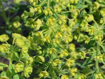 Wolfsmilch 'Forescate', Euphorbia characias subspecies characias 'Forescate', Topfware