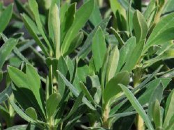 Wolfsmilch 'Humpty Dumpty', Euphorbia characias subsp. wulfenii 'Humpty Dumpty', Topfware
