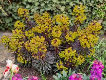 Wolfsmilch 'Miners Merlot', Euphorbia amydaloides 'Miners Merlot', Topfware
