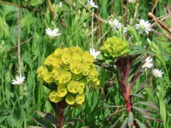 Wolfsmilch 'Red Wing', Euphorbia characias subspecies characias 'Red Wing', Topfware