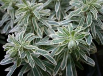 Wolfsmilch 'Silver Swan', Euphorbia characias subsp. wulfenii 'Silver Swan', Topfware