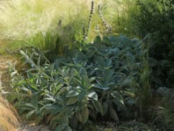 Woll-Ziest &#8218;Big Ears&#8216;, Stachys byzantina &#8218;Big Ears&#8216;, Topfware