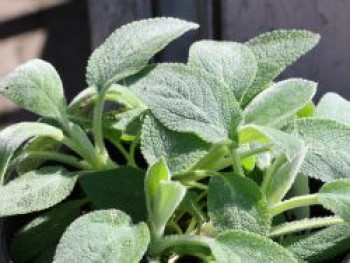 Woll-Ziest 'Helene von Stein', Stachys byzantina 'Helene von Stein', Topfware