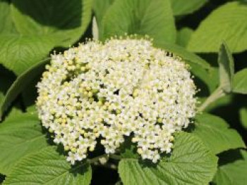 Wolliger Schneeball, 40-60 cm, Viburnum lantana, Containerware