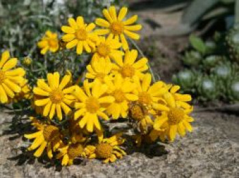 Wüsten Goldaster, Eriophyllum lanatum, Topfware