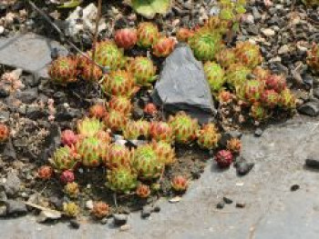 Wulfen-Hauswurz / Steinrose, Sempervivum wulfenii, Topfware