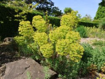 Wulfens Wolfsmilch, Euphorbia characias subsp. wulfenii, Topfware