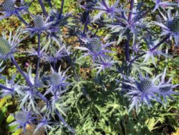 Zabels Mannstreu &#8218;Big Blue&#8216;, Eryngium x zabelii &#8218;Big Blue&#8216;, Topfware