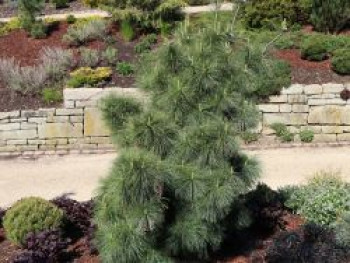 Zapfenkiefer &#8218;Wiethorst&#8216;, 25-35 cm, Pinus x schwerinii &#8218;Wiethorst&#8216;, Containerware