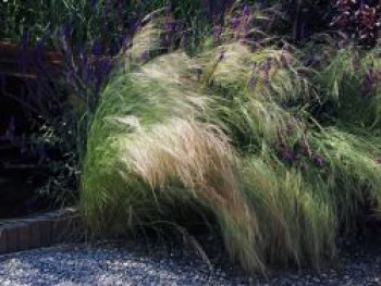 Zartes Federgras &#8218;Ponytails&#8216;, Stipa tenuissima &#8218;Ponytails&#8216;, Containerware