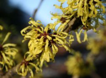 Zaubernuss &#8218;Angelly&#8216;, 30-40 cm, Hamamelis intermedia &#8218;Angelly&#8216;, Containerware