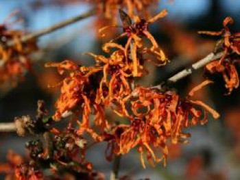 Zaubernuss &#8218;Aphrodite&#8216;, 40-60 cm, Hamamelis intermedia &#8218;Aphrodite&#8216;, Containerware