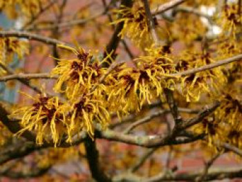 Zaubernuss 'Arnold Promise', 100-125 cm, Hamamelis intermedia 'Arnold Promise', Containerware