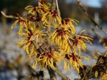 Zaubernuss &#8218;Barmstedts Gold&#8216;, 40-60 cm, Hamamelis intermedia &#8218;Barmstedts Gold&#8216;, Containerware