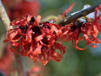 Rote Zaubernuss 'Diane', 40-60 cm, Hamamelis intermedia 'Diane', Containerware