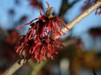 Zaubernuss &#8218;Feuerzauber&#8216;, 40-60 cm, Hamamelis intermedia &#8218;Feuerzauber&#8216;, Containerware