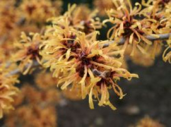 Zaubernuss 'Harry', 40-60 cm, Hamamelis x intermedia 'Harry', Containerware