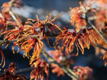 Zaubernuss &#8218;Jelena&#8216;, 40-60 cm, Hamamelis intermedia &#8218;Jelena&#8216;, Containerware