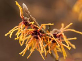 Zaubernuss 'Orange Beauty', 40-60 cm, Hamamelis intermedia 'Orange Beauty', Containerware