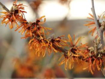 Zaubernuss 'Orange Peel', 40-60 cm, Hamamelis intermedia 'Orange Peel', Containerware