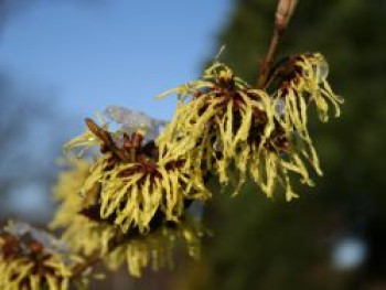 Lichtmess Zaubernuss &#8218;Pallida&#8216;, 40-60 cm, Hamamelis intermedia &#8218;Pallida&#8216;, Containerware