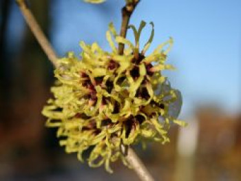 Zaubernuss &#8218;Primavera&#8216;, 30-40 cm, Hamamelis intermedia &#8218;Primavera&#8216;, Containerware