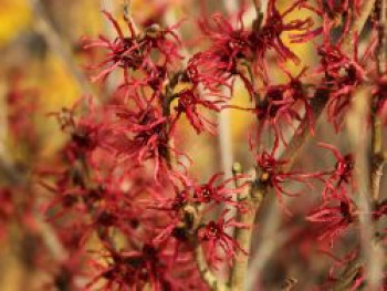 Zaubernuss 'Rubin', 20-30 cm, Hamamelis intermedia 'Rubin', Containerware