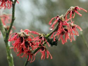 Zaubernuss &#8218;Ruby Glow&#8216;, 40-60 cm, Hamamelis intermedia &#8218;Ruby Glow&#8216;, Containerware