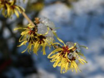 Zaubernuss 'Westerstede', 40-60 cm, Hamamelis x intermedia 'Westerstede', Containerware