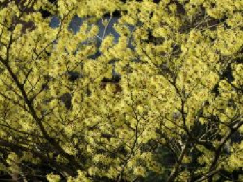 Zaubernuss 'Yamina', 40-60 cm, Hamamelis intermedia 'Yamina', Containerware