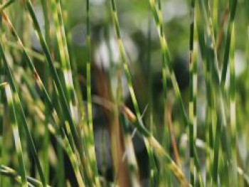 Zebra-Simse &#8218;Zebrinus&#8216;, Scirpus lacustris subsp. tabernaemontani &#8218;Zebrinus&#8216;, Topfware