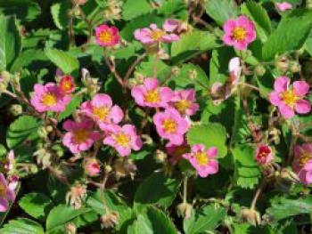 Zier-Erdbeere &#8218;Pink Panda&#8216; ®, Fragaria x ananassa &#8218;Pink Panda&#8216; ®, Topfware