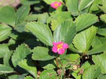 Zier-Erdbeere &#8218;Red Ruby&#8216;, Fragaria x ananassa &#8218;Red Ruby&#8216;, Topfware