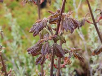 Zier-Feldahorn 'Red Shine', Acer campestre 'Red Shine', Topfware