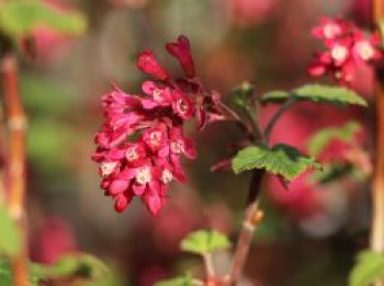 Zier-Johannisbeere 'Amore'®, 40-60 cm, Ribes sanguineum 'Amore'®, Containerware