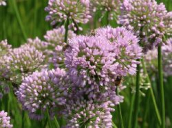Zier-Lauch 'In Orbit', Allium senescens 'In Orbit', Topfware
