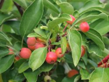 Zierapfel &#8218;Adirondack&#8216;, Stamm 70-80 cm, 80-100 cm, Malus &#8218;Adirondack&#8216;, Stämmchen