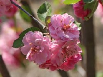 Zierapfel &#8218;Brandy Magic&#8216;, 60-100 cm, Malus &#8218;Brandy Magic&#8216;, Containerware