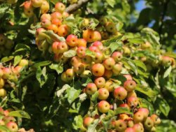 Zierapfel &#8218;Butterball&#8216;, 60-100 cm, Malus &#8218;Butterball&#8216;, Containerware