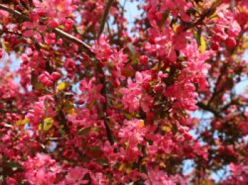 Zierapfel &#8218;Coccinella&#8216; ®, 60-100 cm, Malus &#8218;Coccinella&#8216; ®, Containerware