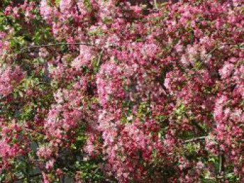 Zierapfel &#8218;Coralcole&#8216;, Stamm 70-80 cm, 90-100 cm, Malus &#8218;Coralcole&#8216;, Stämmchen